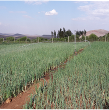 Cargue la imagen en el visor de la galería, <tc>Sprayer</tc>