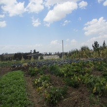 Cargue la imagen en el visor de la galería, <tc>Sprayer</tc>